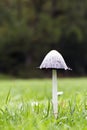 Coprinus comatus mushroom Royalty Free Stock Photo