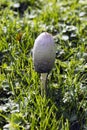 Coprinus comatus mushroom Royalty Free Stock Photo