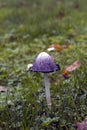 Coprinus comatus mushroom Royalty Free Stock Photo