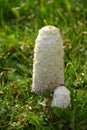 Coprinus comatus or shaggy ink cap in autumn sun