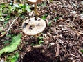 Coprinus comatus, the shaggy ink cap, lawyer`s wig, or shaggy mane Royalty Free Stock Photo