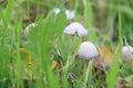 Coprinus comatus, the shaggy ink cap, lawyer`s wig, or shaggy mane Royalty Free Stock Photo