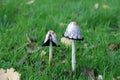 Coprinus comatus, the shaggy ink cap, lawyer`s wig, or shaggy mane Royalty Free Stock Photo