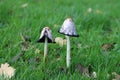 Coprinus comatus, the shaggy ink cap, lawyer`s wig, or shaggy mane Royalty Free Stock Photo