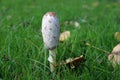 Coprinus comatus, the shaggy ink cap, lawyer`s wig, or shaggy mane Royalty Free Stock Photo