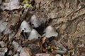 Coprinus comatus, the shaggy ink cap, lawyer`s wig, or shaggy mane Royalty Free Stock Photo