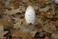 Coprinus comatus, the shaggy ink cap, lawyer`s wig, or shaggy mane, is a common fungus growing on lawn.