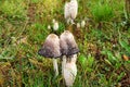 Coprinus comatus, the shaggy ink cap, lawyer`s wig, or shaggy mane, is a common fungus often seen growing on lawns and waste area Royalty Free Stock Photo