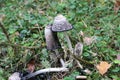 Coprinus comatus, the shaggy ink cap, lawyer`s wig, or shaggy mane musroom on the veluwe during autumn in the Netherlands. Royalty Free Stock Photo