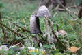 Coprinus comatus, the shaggy ink cap, lawyer`s wig, or shaggy mane musroom on the veluwe during autumn in the Netherlands. Royalty Free Stock Photo