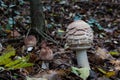 Coprinus comatus, the shaggy ink cap, lawyer`s wig, or shaggy mane, is a common fungus often seen growing on lawns