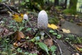 Coprinus comatus, the shaggy ink cap, lawyer`s wig, or shaggy mane Royalty Free Stock Photo