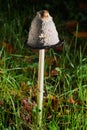 Coprinus comatus, the shaggy ink cap, lawyer\'s wig, or shaggy mane. Royalty Free Stock Photo