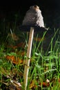 Coprinus comatus, the shaggy ink cap, lawyer\'s wig, or shaggy mane. Royalty Free Stock Photo