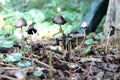 Coprinus comatus, the shaggy ink cap, lawyer`s wig, or shaggy mane musroom on the veluwe during autumn in the Netherlands. Royalty Free Stock Photo