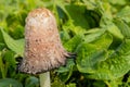 Shaggy Mane Wild edible mushroom growing in a country meadow