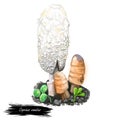 Coprinus comatus shaggy ink cap, lawyers wig, or shaggy mane, common fungus often seen growing on lawns. Digital art illustration Royalty Free Stock Photo