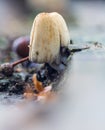 Coprinus comatus, shaggy ink cap non edible mushroom growing under wood plank. Plant nature background Royalty Free Stock Photo