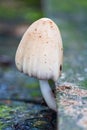 Coprinus comatus, shaggy ink cap non edible mushroom growing under wood plank. Plant nature background Royalty Free Stock Photo