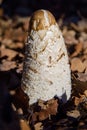 Coprinus comatus shaggy ink cap white gray mushroom growing in the lawn in the park, autumnal season. Funny Mushroom. Single Ink c