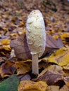 Coprinus comatus, tasty young mushroom found in colorful leaves