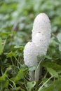 Coprinus comatus Royalty Free Stock Photo