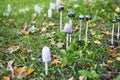 Coprinus comatus, white mashrooms, close-up, selective focus Royalty Free Stock Photo