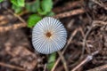 Coprinus leiocephalus. This \'common and widespread woodland