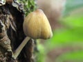 Coprinus micaceus Glistening Ink Cap Fungi on an old stump