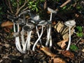 Coprinus-mushroom