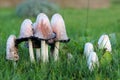 Coprinus Mushroom Growing in the Grass on the Lawn