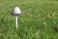 Coprinus Mushroom Growing in the Grass on the Lawn