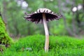 Coprinus mushroom