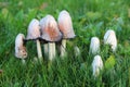 Coprinus Mushrooms Growing in the Grass on the Lawn