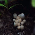 Coprinus