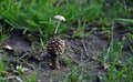 Coprinus plicatilis, a small mushroom grown on a small pine cone Royalty Free Stock Photo