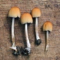 Coprinus saccharinus mushroom