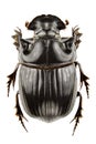 Copris lunaris