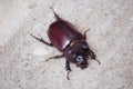 Copris lunaris, the rhinoceros beetle 1