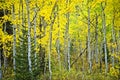 Copse of Aspen Trees in fall color