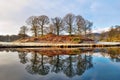 Copse Of Bare Deciduous Trees In Winter Royalty Free Stock Photo