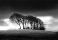 The Copse at Garngoch Common