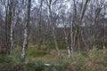 A copse of Silver Birch trees Betula pendula. Royalty Free Stock Photo