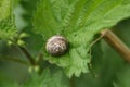 A Copse Snail, Arianta arbustorum, resting on a stinging nettle leaf in the wild in the UK.