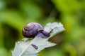 Copse snail on thistle leaf