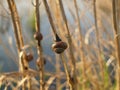 Copse Snail