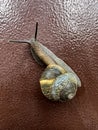 Copse snail on door after rain