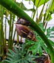 Copse snail gliding on the plant in the garden. Macro, close-up.