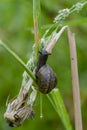 Copse snail on grass in field after rain