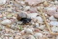 Copse snail on gravel walkpath